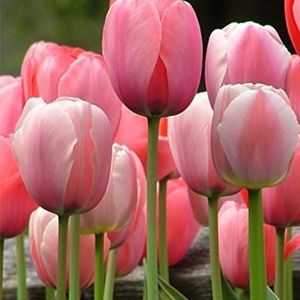 Meet your Posher, Kareen